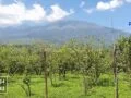 Kebun Apel Murah