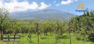 Kebun Apel Murah