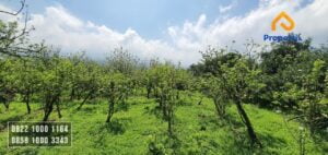 Kebun Apel Murah