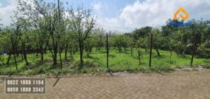 Kebun Apel Murah