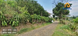 kebun jeruk murah
