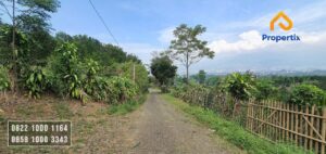 kebun jeruk murah