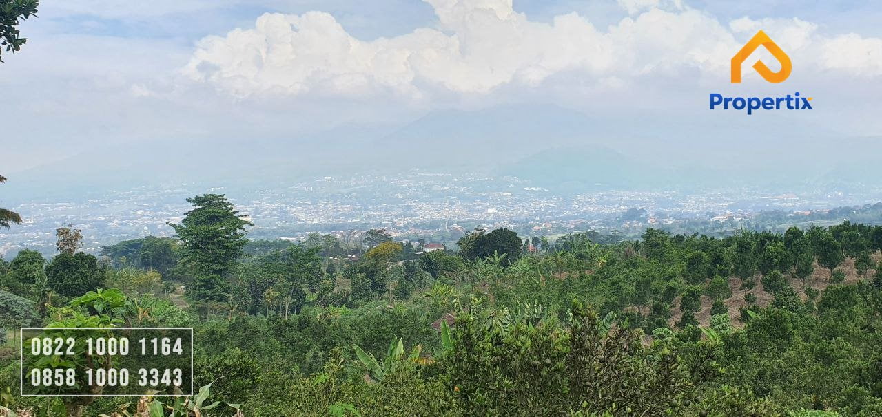 kebun jeruk murah