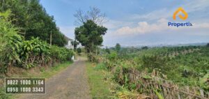 kebun jeruk murah