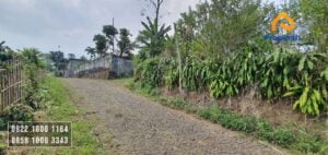 kebun jeruk murah