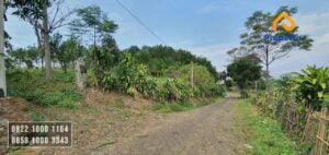 kebun jeruk murah
