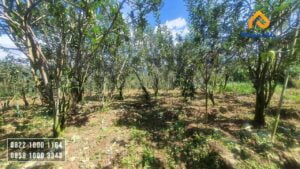 dijual villa dengan kebun apel
