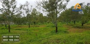 Lahan Pertanian Durian Montong