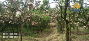 Kebun Apel Produktif Dijual