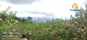 Kebun Apel Produktif Dijual