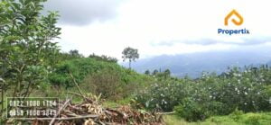 Kebun Apel Produktif Dijual