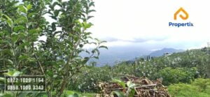 Kebun Apel Produktif Dijual
