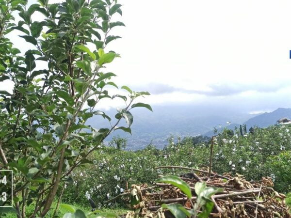 Kebun Apel Produktif Dijual