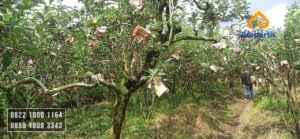 Kebun Apel Produktif Dijual