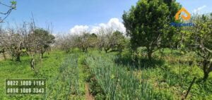 Dijual Kebun Apel