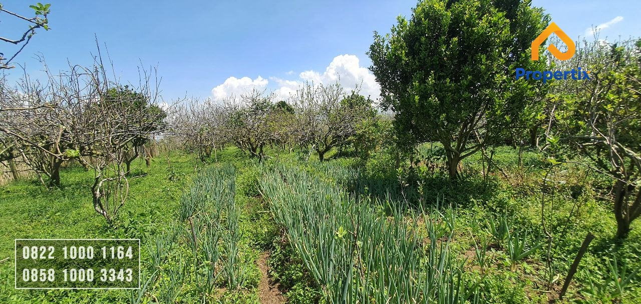 Dijual Kebun Apel