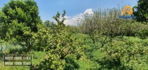 Dijual Kebun Apel