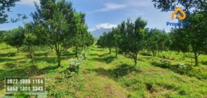 Dijual Kebun Jeruk