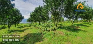 Dijual Kebun Jeruk
