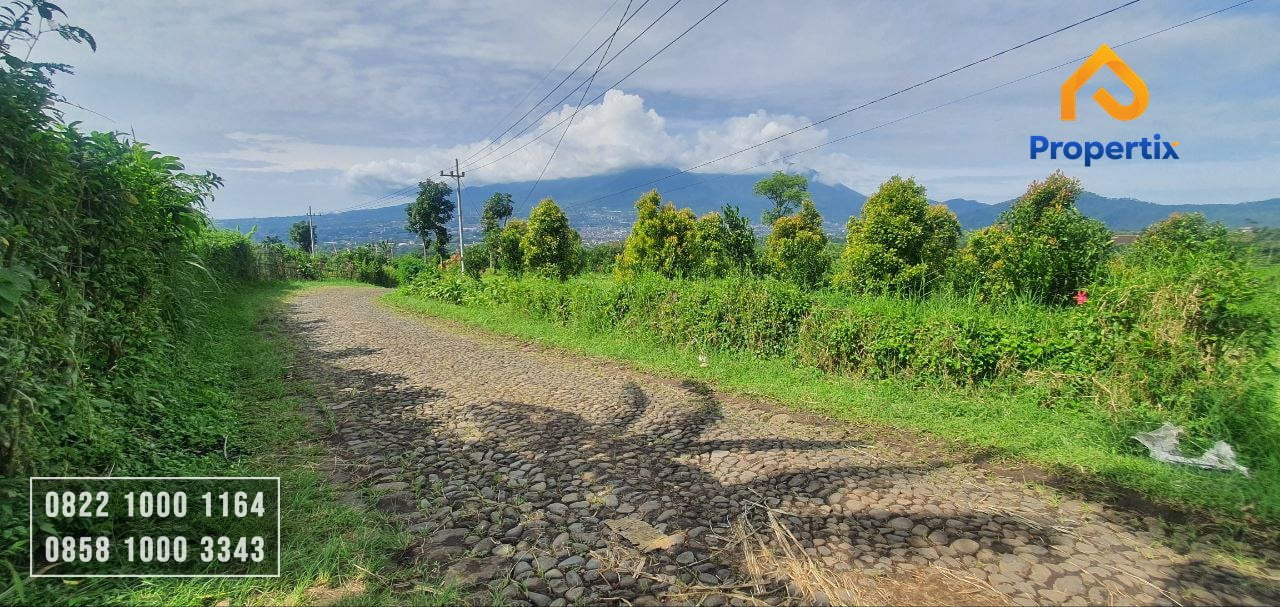 Dijual Kebun Jeruk