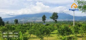 Dijual Kebun Jeruk