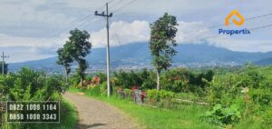 Dijual Kebun Jeruk