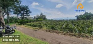 Tanah Murah Batu