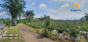 Tanah Murah Batu