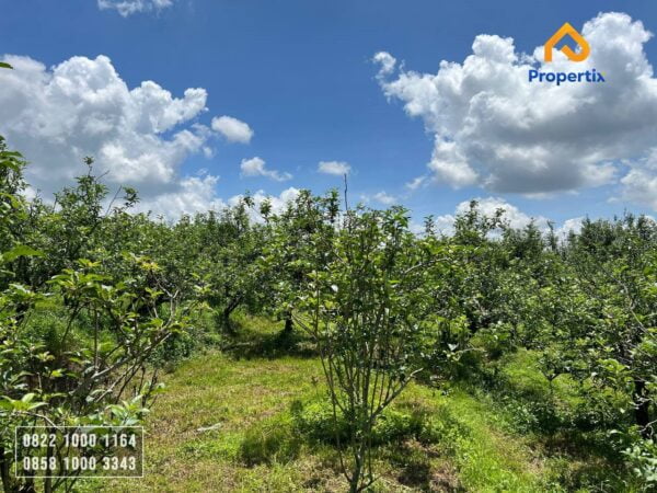 Kebun Investasi Batu