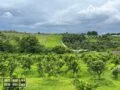 Kebun Jeruk Produktif