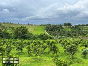 Kebun Jeruk Produktif