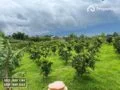 Kebun Jeruk Produktif