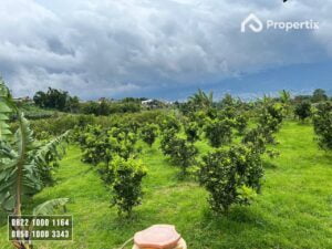 Kebun Jeruk Produktif