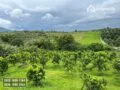 Kebun Jeruk Produktif