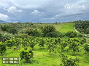 Kebun Jeruk Produktif