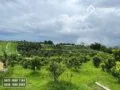 Kebun Jeruk Produktif