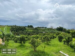 Kebun Jeruk Produktif