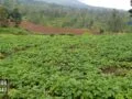 Investasi tanah
