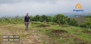 Kebun Jeruk Dijual