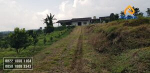 Perkebunan Dijual