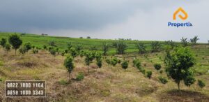 Tanah Batu DIjual