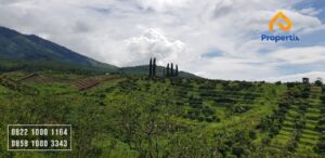 Lahan Perkebunan Jeruk