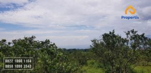 Lahan Perkebunan Jeruk