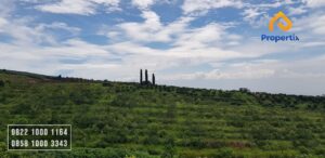 Lahan Perkebunan Jeruk