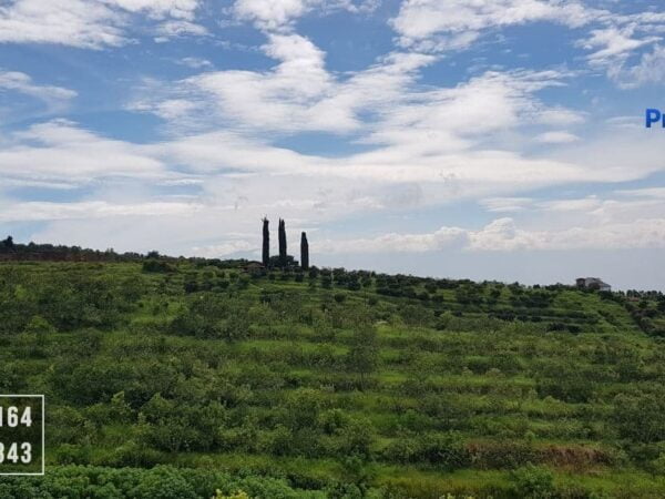 Lahan Perkebunan Jeruk