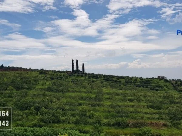 Lahan Perkebunan Jeruk