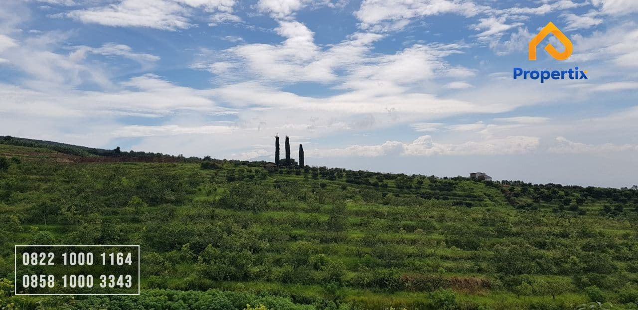Lahan Perkebunan Jeruk