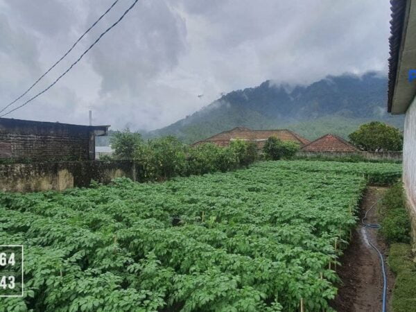 Rumah Plus Kebun Dijual