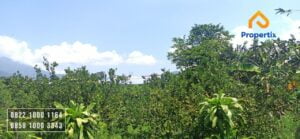 Tanah Dekat Baloga