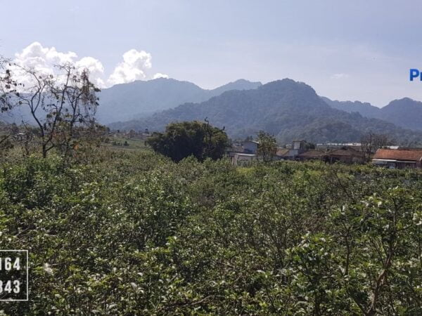 tanah di lingkungan penduduk